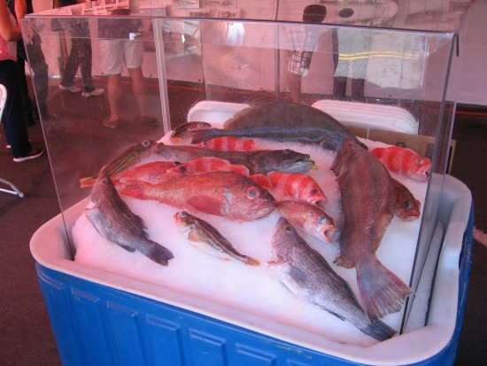 What Italian fishermen used to catch off San Diego.