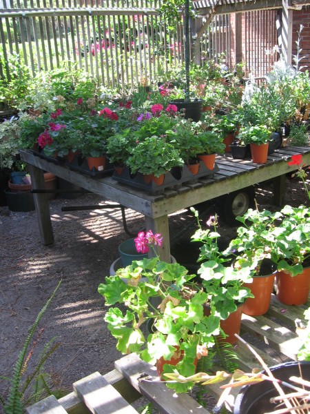 A pic of the lath greenhouse interior.