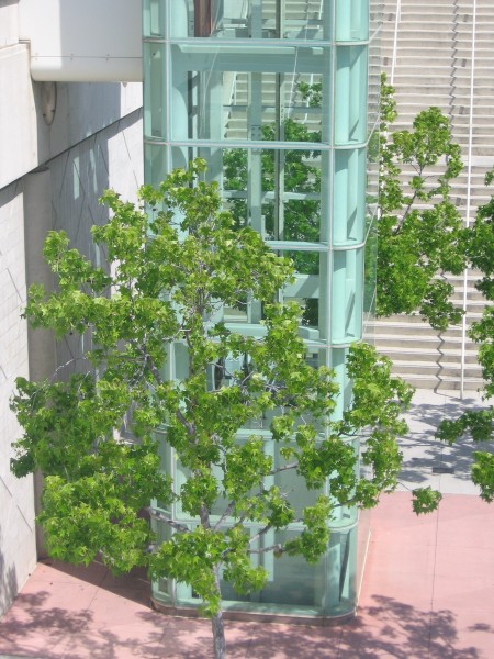 A glass elevator nestled among trees.