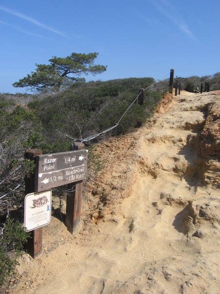 Endangered Torrey pine seen beyond fork in the trail.