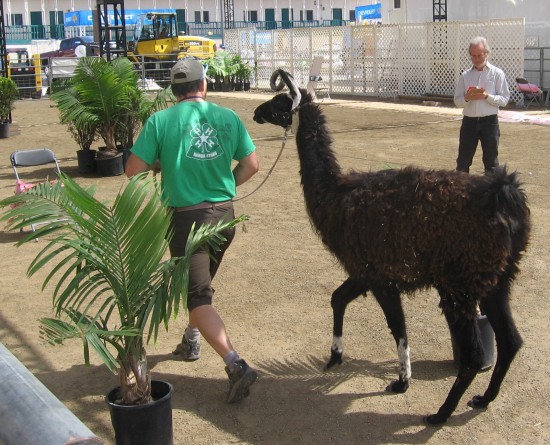 Judge scores llama in a ring near livestock barn.