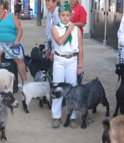 Young lady looks worried as she prepares to show her goat.
