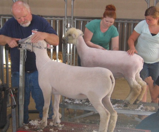 Sheep were being sheered in a smaller nearby barn.