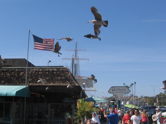 Gulls take flight by American flag on Embarcadero.