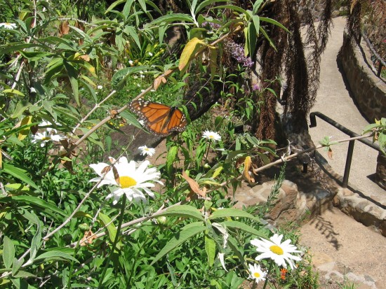 Butterfly among flowers in the small Zoro Garden.