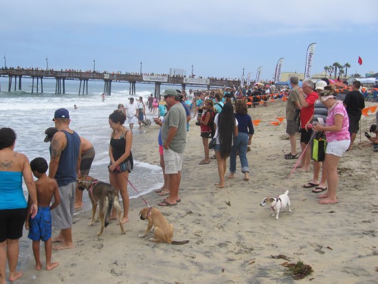Dogs and non-dogs at water's edge have a great spot to watch.