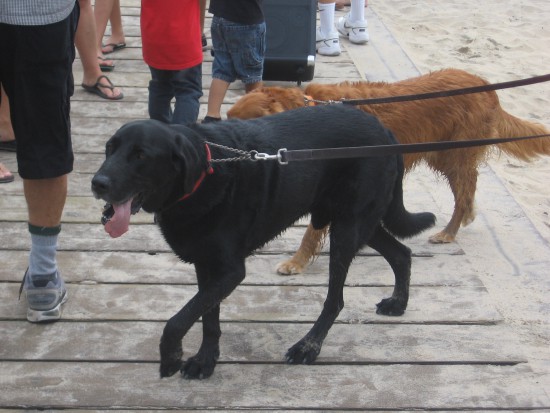 These guys want a great spot on the pier to view the action.