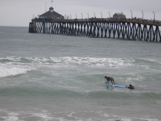 One four-legged athlete is already out near the breakers.