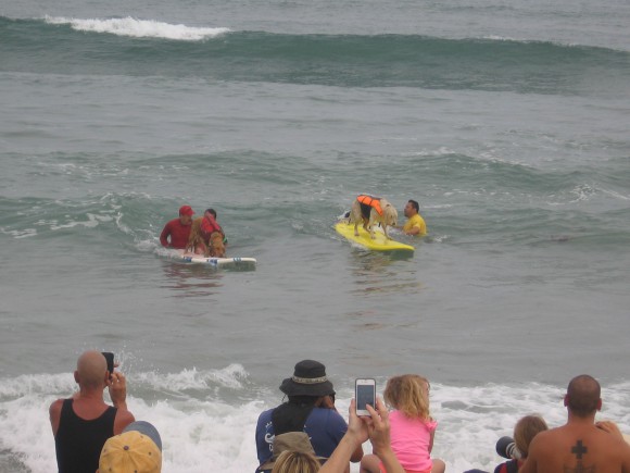 Here come two canine athletes showing great form!