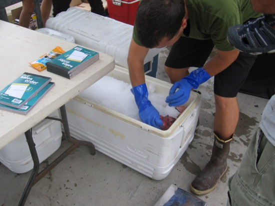 Fisherman takes fresh catch from ice in cooler.