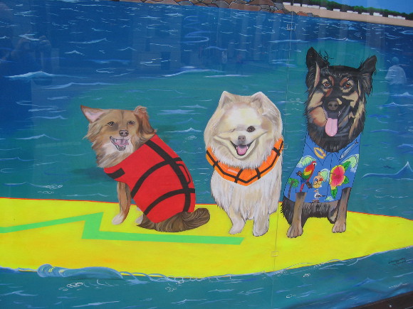 These three happy dogs are sharing a surfboard!