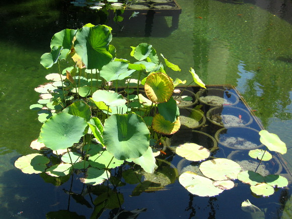 Bright greens and clear water attract my wandering camera lens.