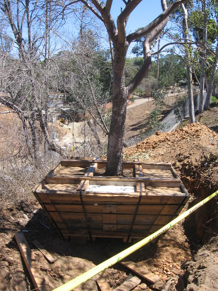 A tree at canyon's edge is mercifully saved.
