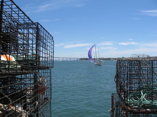 Gazing out at a sailboat on San Diego Bay.