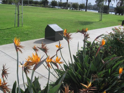 Beautiful bird of paradise flowers along pathway through 52 Boats Memorial.