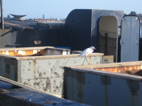 White egret perched on square well perhaps hopes to find a fish.