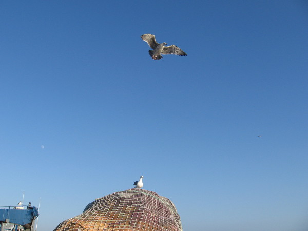 Seagull flies off tall mound of fishing nets while another gull watches.
