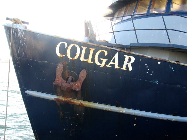 Cougar tied to pier between hunts for small fish.