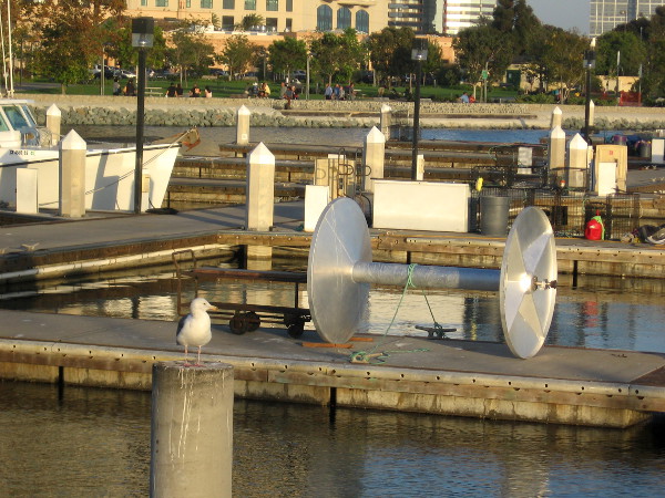 Many boats are out on Friday afternoon, seeking fresh fish for Saturday morning market.