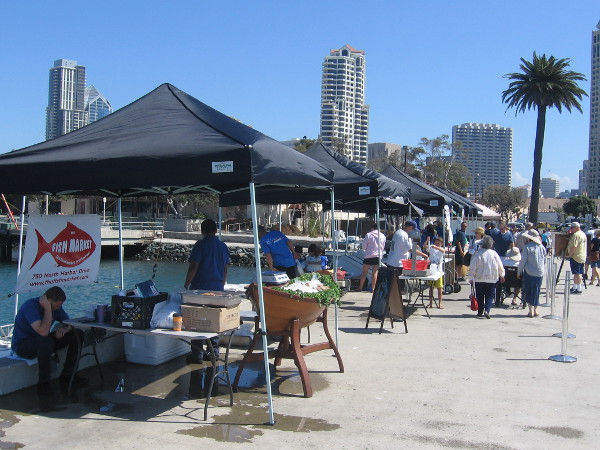 Looking toward downtown along the Tuna Harbor Dockside Market this morning.