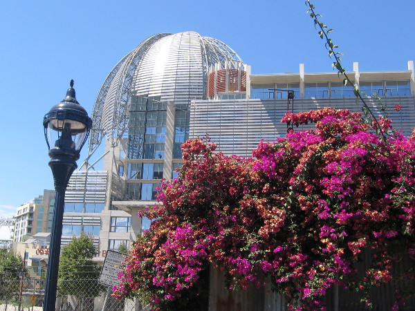 Turning a bit left, gazing over bright red bougainvillea at the new Central Library.