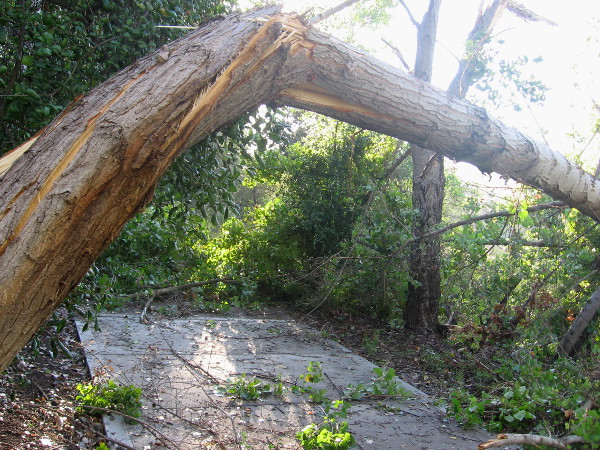 Large trees by San Diego River snapped by sudden violent microburst winds.