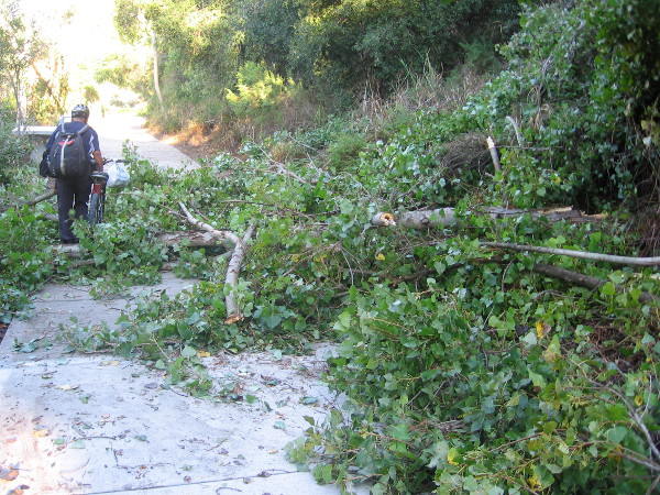 Popular pathway through Mission Valley is covered with miles of fallen trees.