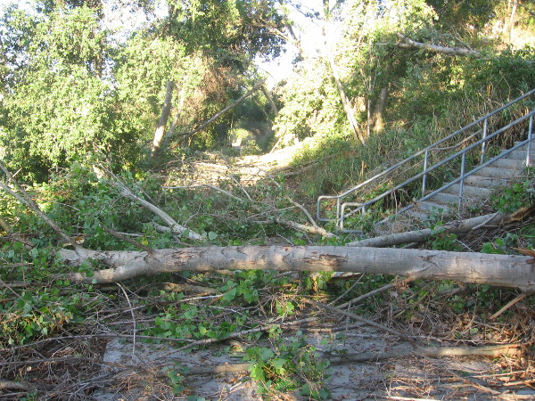 Walking along the river required fancy footwork the morning after the freak storm.