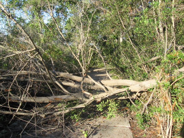 The late summer microburst came on a very hot, humid San Diego day.