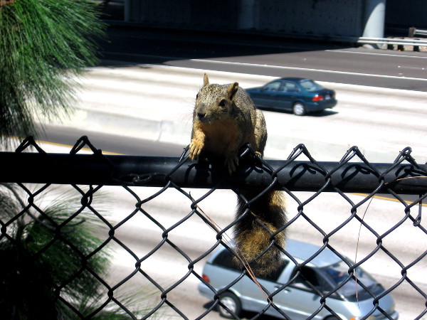Squirrel perched on fence above Interstate 5 at edge of Tweet Street park.