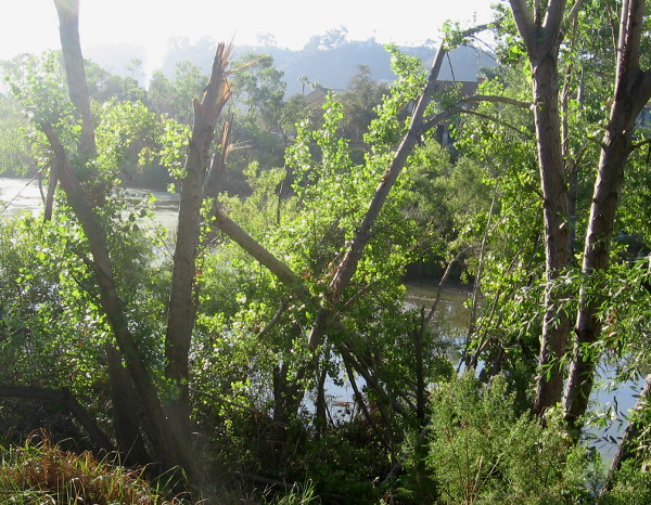 San Diego River seen behind devastated trees near walking path.