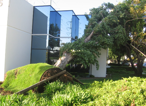 Many trees around the developed parts of Mission Valley were also uprooted!