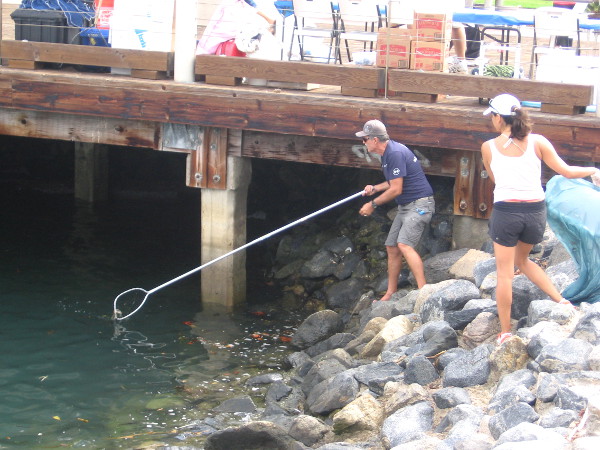 Pool skimming nets were handy for removing floating litter and debris.