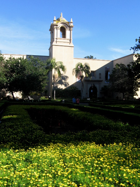 Yellow blooms beneath an elegant museum tower.