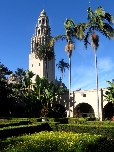 The California Tower and palm trees rise into blue sky.