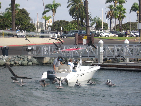 A fisherman has arrived on a boat and he's tossing leftover bait to pelicans and gulls.