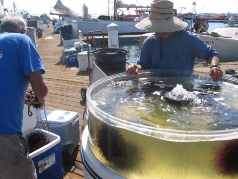 Fishermen sort sea urchins from large tank, to be sold at nearby public fish market.