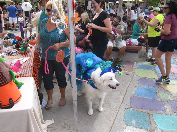 Dog enjoying the festivities in wonderful Balboa Park.