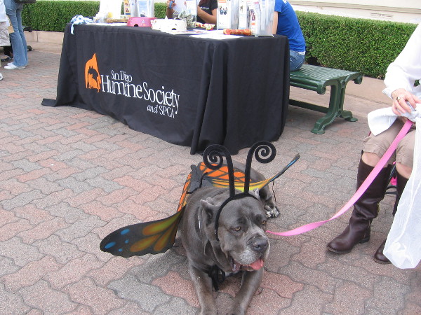 Fiona the Humane Society mastiff hangs out in Spreckels Organ Pavilion.
