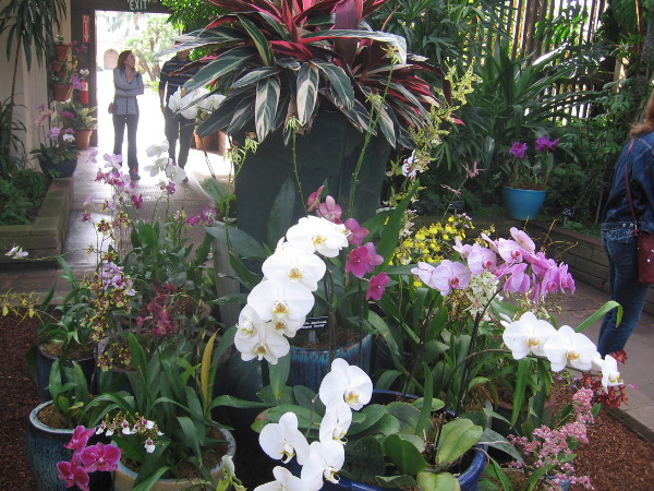 Beautiful orchids and other plants on display in Balboa Park's Botanical Building.