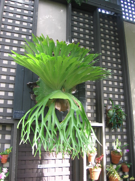 Platycerium, commonly known as the Stag Horn Fern.