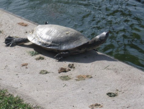 Turtle comes out of the water to enjoy a bit of San Diego sunshine!