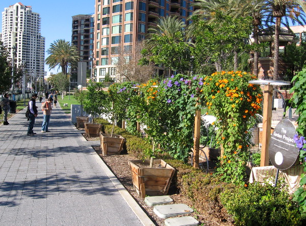 New Children's Museum Garden Project beside Martin Luther King Jr. Promenade.