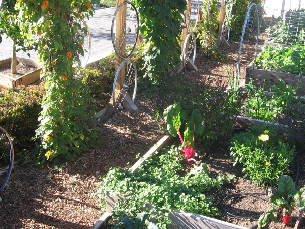 A few vegetables in plots enjoy the downtown San Diego sunshine!