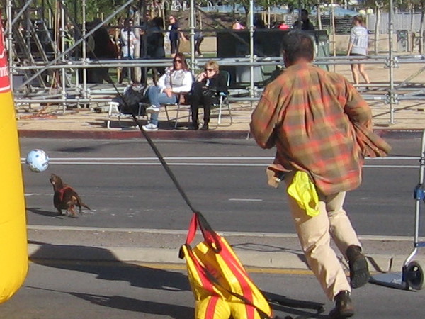 One dog during the practice session limbers up by chasing a bouncing ball.