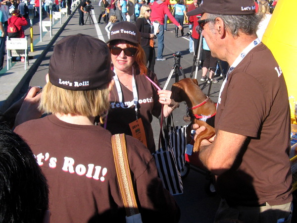 This well-trained athletic wiener dog race contestant is ready to roll!