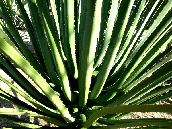 Contrast increased on photo of a spiky cactus.