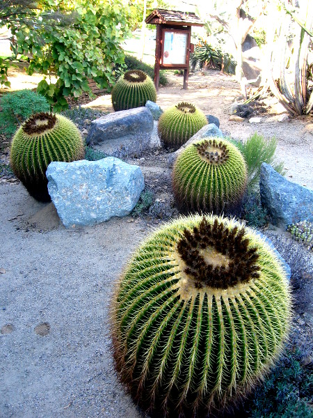 Some fat barrel cacti in a large desert-like garden in Balboa Park.