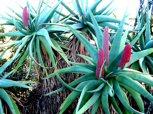 A cool image I created by goofing around with various settings.