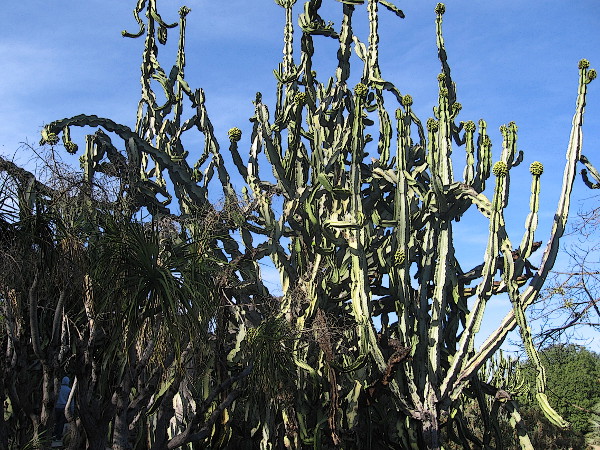 This huge tangled cactus visible from Park Boulevard is the craziest thing I ever saw!